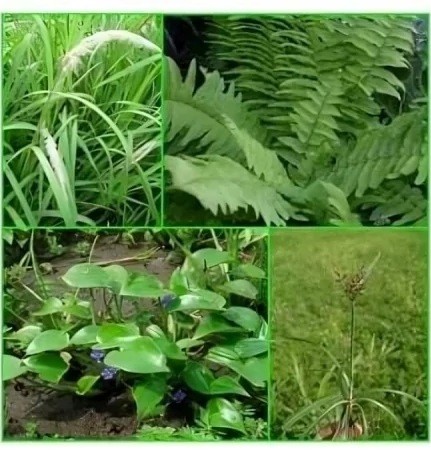 Membunuh gulma